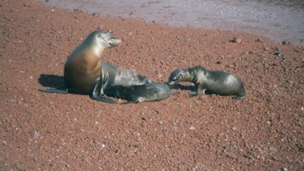 Photos from Galapagos Islands - Sea life and Lava</a>